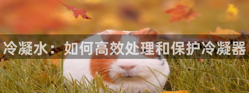 众腾娱乐平台官网入口