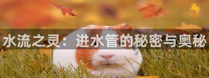 众腾娱乐登入探索无限空间